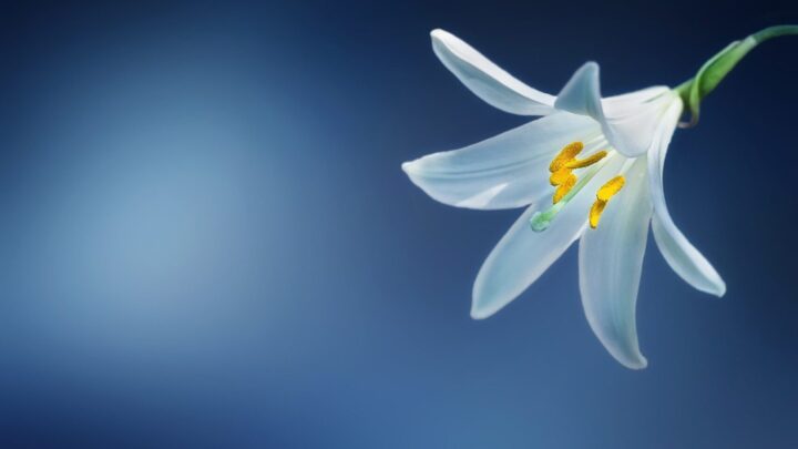 Picture of a white Lily on a dark blue background