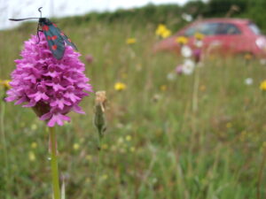 Roadside wildflower with insect