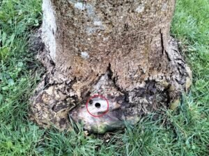 Tree that has been poisoned via drilled hole