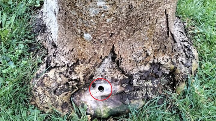 Tree that has been poisoned via drilled hole