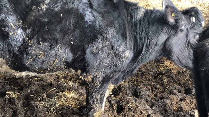 Cow - animal welfare case