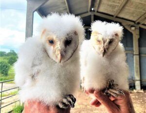 2 barn owl chicks