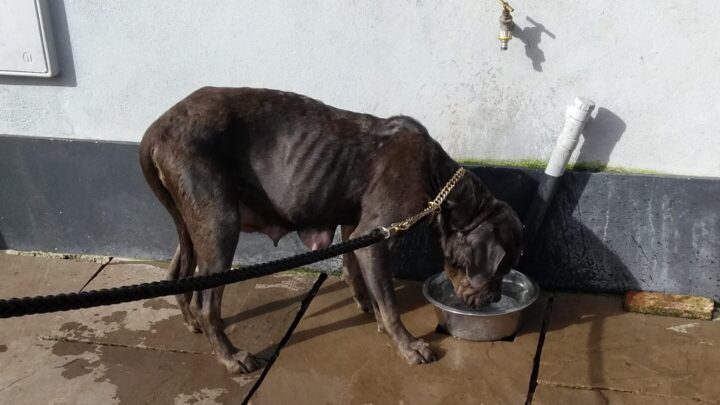 Farmed dog from court case