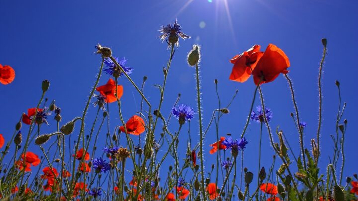 poppies