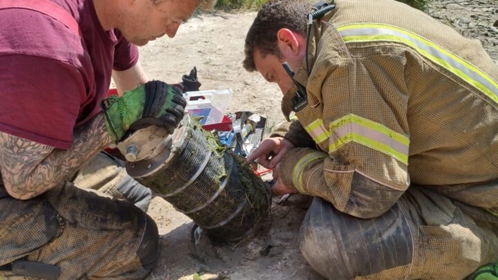 Firefighters releasing newts from filter