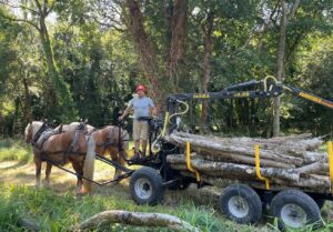 A man standing with horse and cart carrying logs