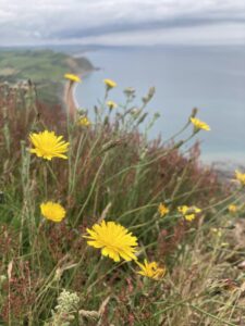 wildflowers with sea in background