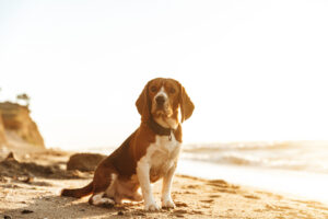 Beagle dog sitting on a beach