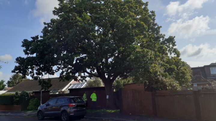 Damaged mature oak tree in Wool