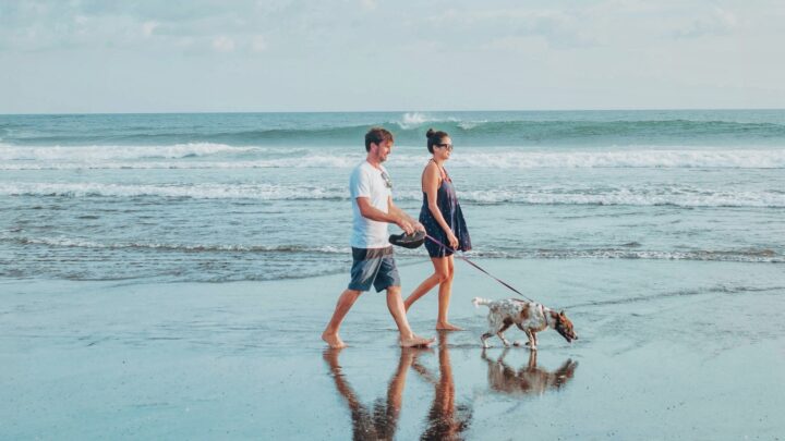 Man and woman walking dog on beach