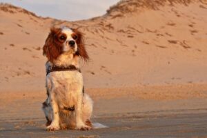 Liver and white King Charles Spaniel sitting on a beach with sand dunes behind.
